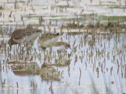 Image of Little Stint