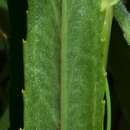 Image of Narrow-Leaf False Dragonhead