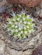 Image de Mammillaria brandegeei subsp. gabbii (J. M. Coult.) D. R. Hunt