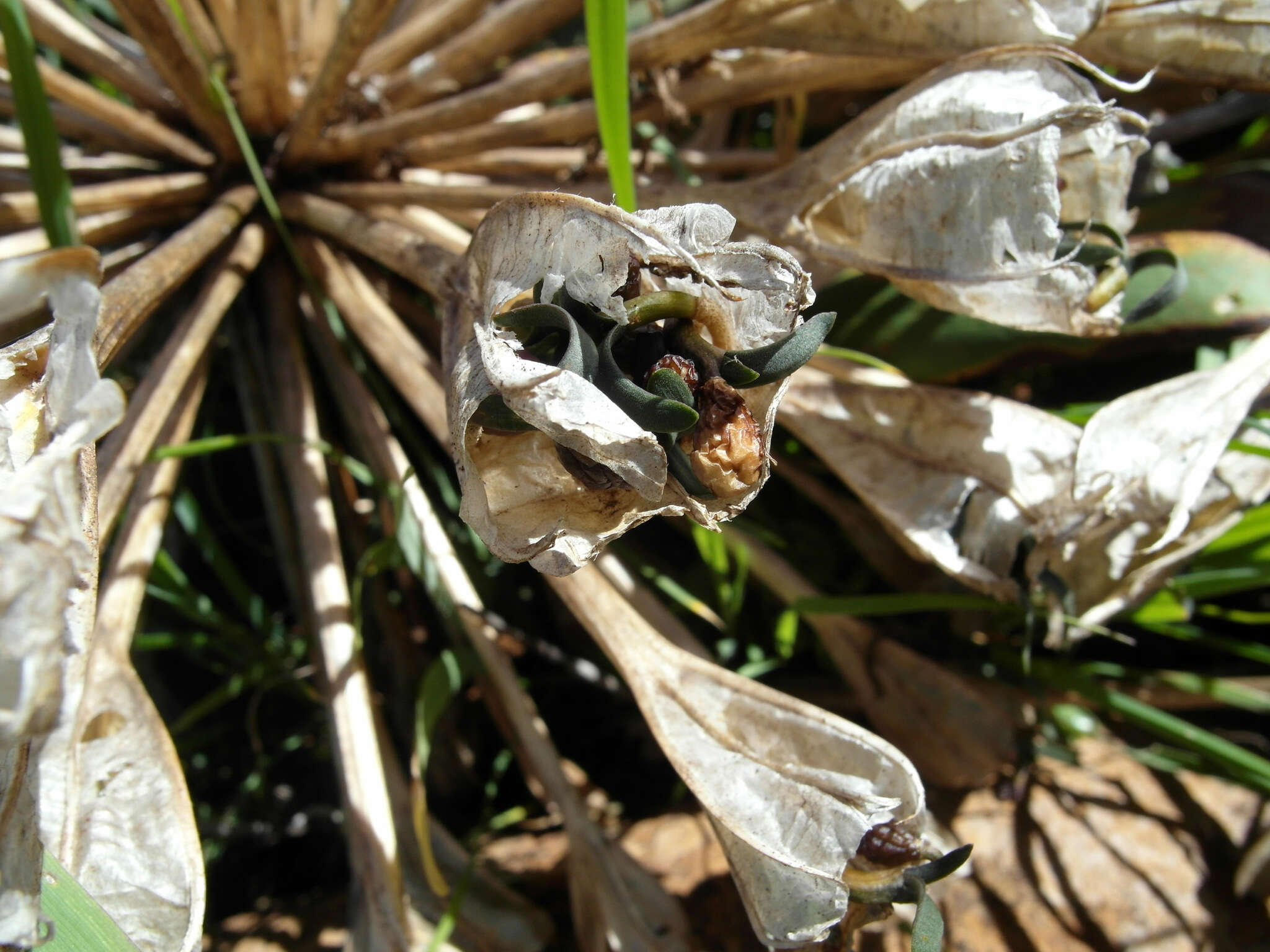 Image of candelabra lily