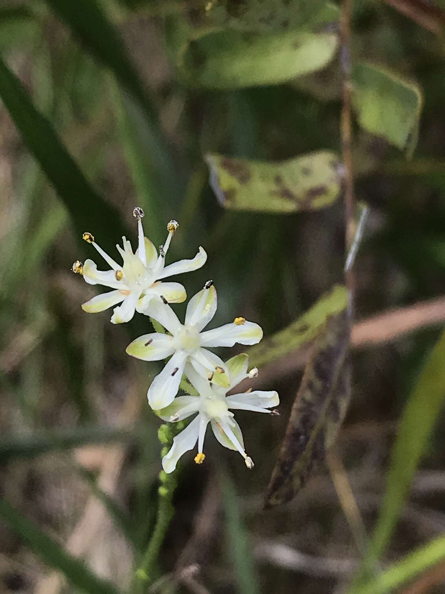 Image of coastal false asphodel