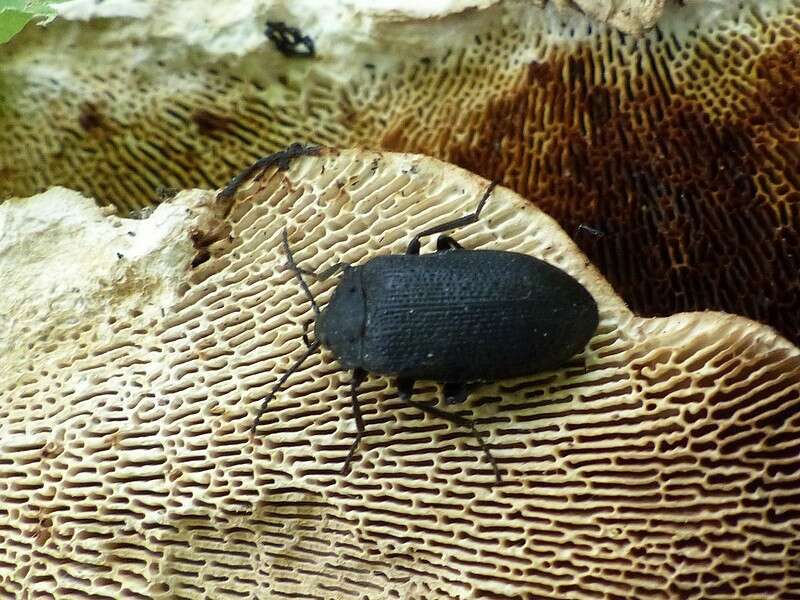 Image of Velvety Bark Beetle