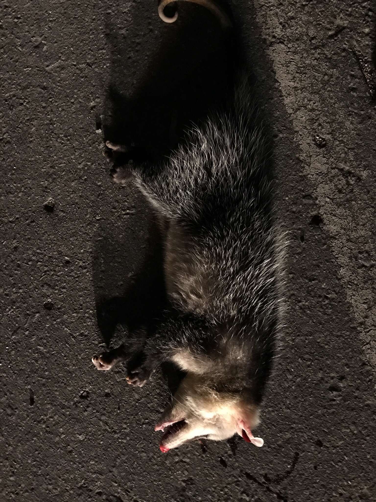 Image of Andean White-eared Opossum