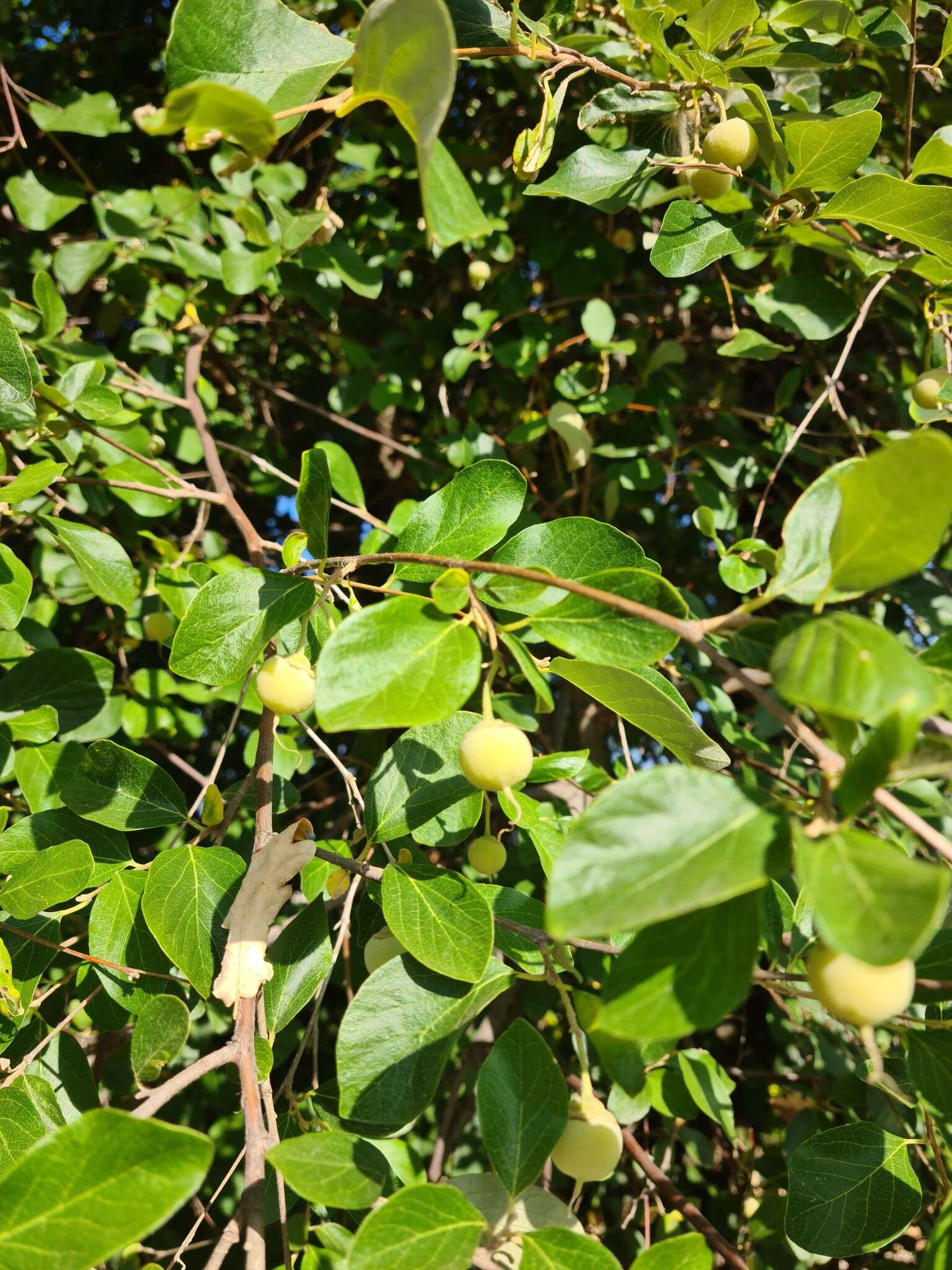 Image of Friar's balsam