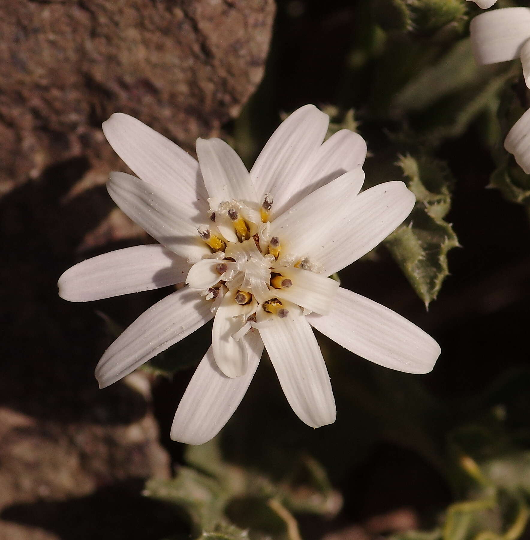 Sivun Perezia carthamoides (D. Don) Hook. & Arn. kuva