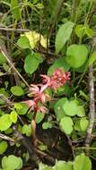 Image of hooded coralroot