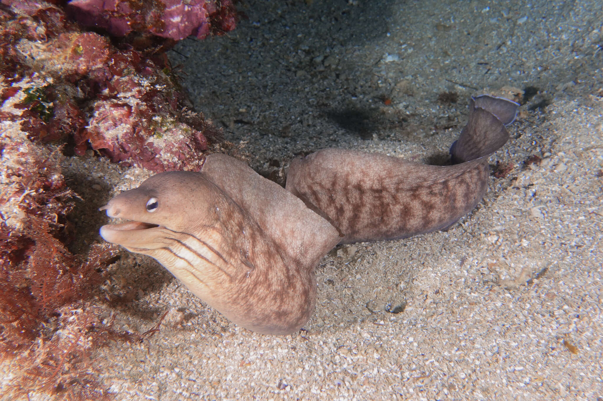 Image of Grey moray