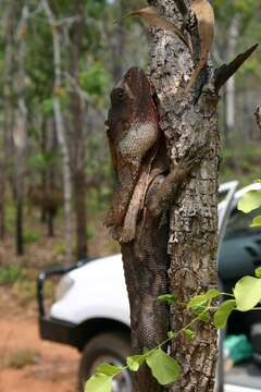 Image of Frilled Lizard