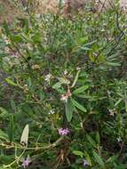 Image of Boronia foetida M. F. Duretto