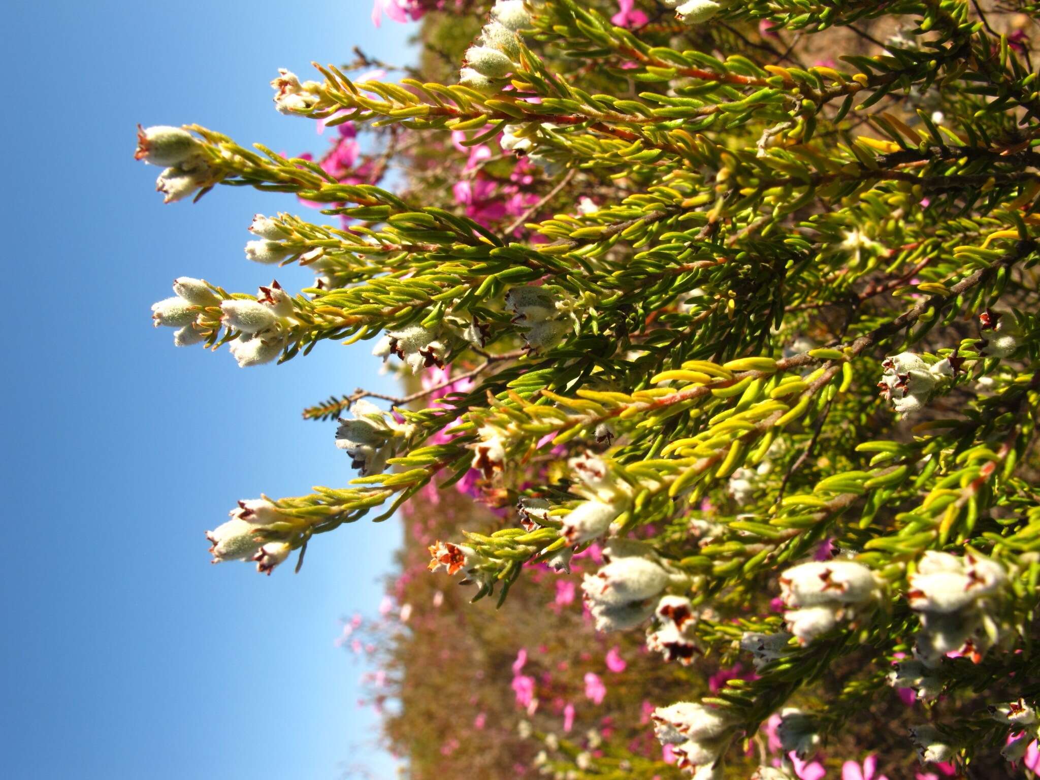 Image of Phylica lanata Pillans