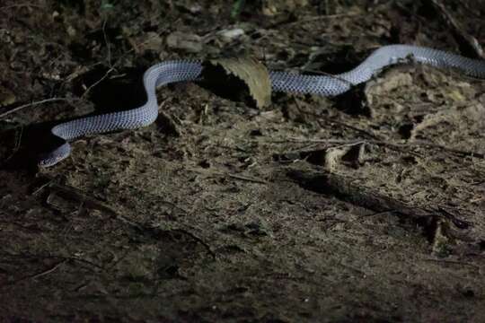 Image of Cape File Snake