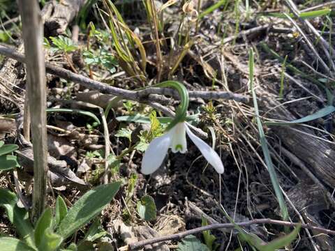 Image of Galanthus angustifolius Koss