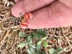 Image of variableleaf bushbean