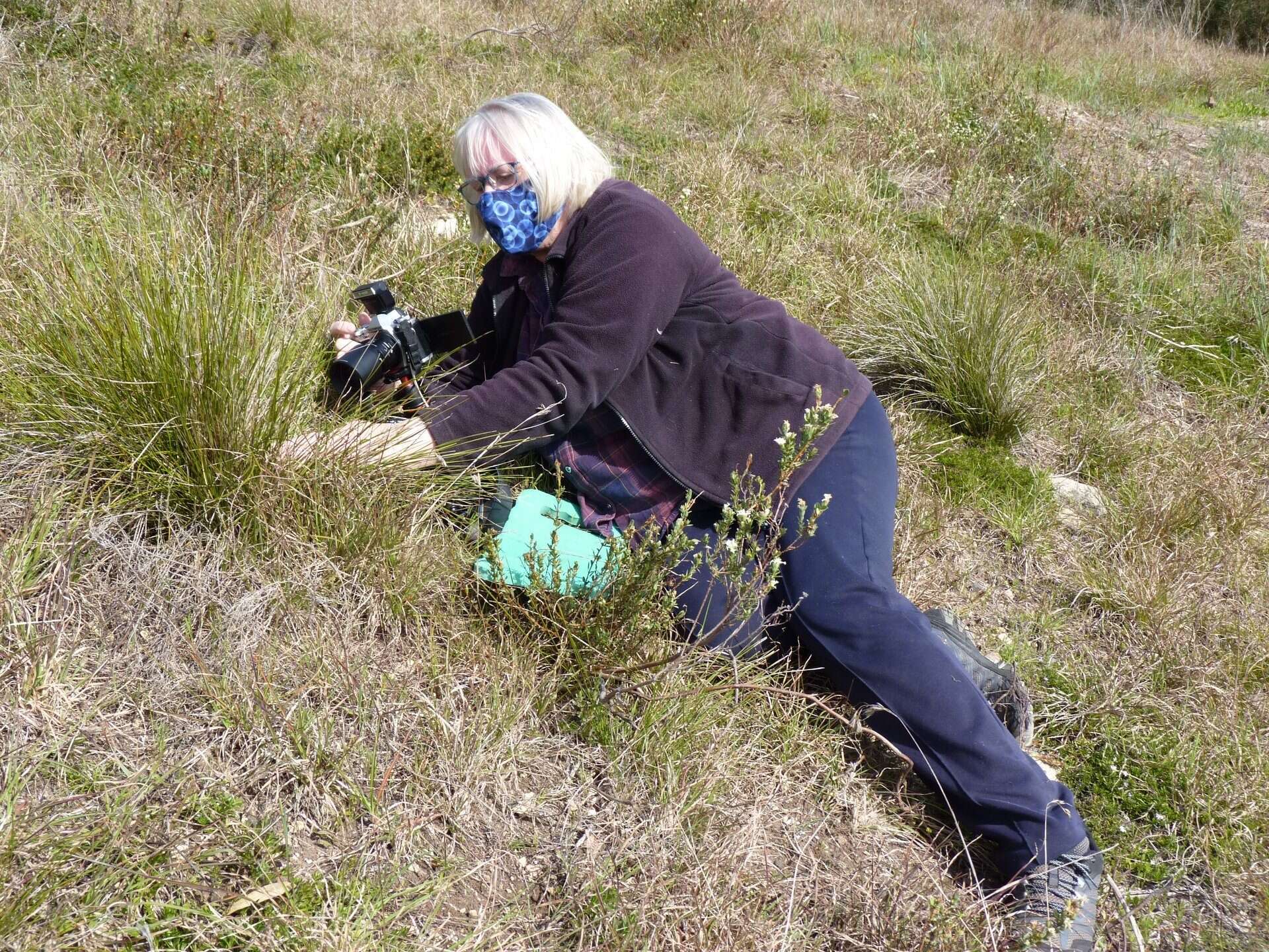 Image of Dianella brevicaulis (Ostenf.) G. W. Carr & P. F. Horsfall