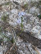 Image of jeweled blue-eyed grass