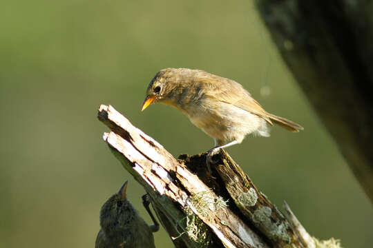 Image of Grey Warbler-Finch