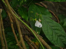 Image of <i>Leptosia nina niobe</i>