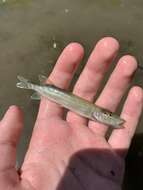 Image of Muskellunge