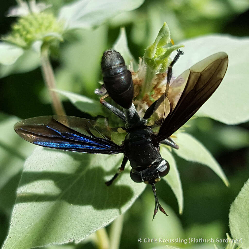 Imagem de Physocephala floridana Camras 1957