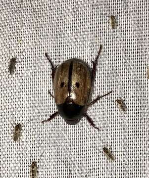 Image of Shining Leaf Chafer