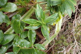 Image of long-leaved pimelea