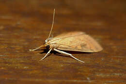 Image of Asian corn borer