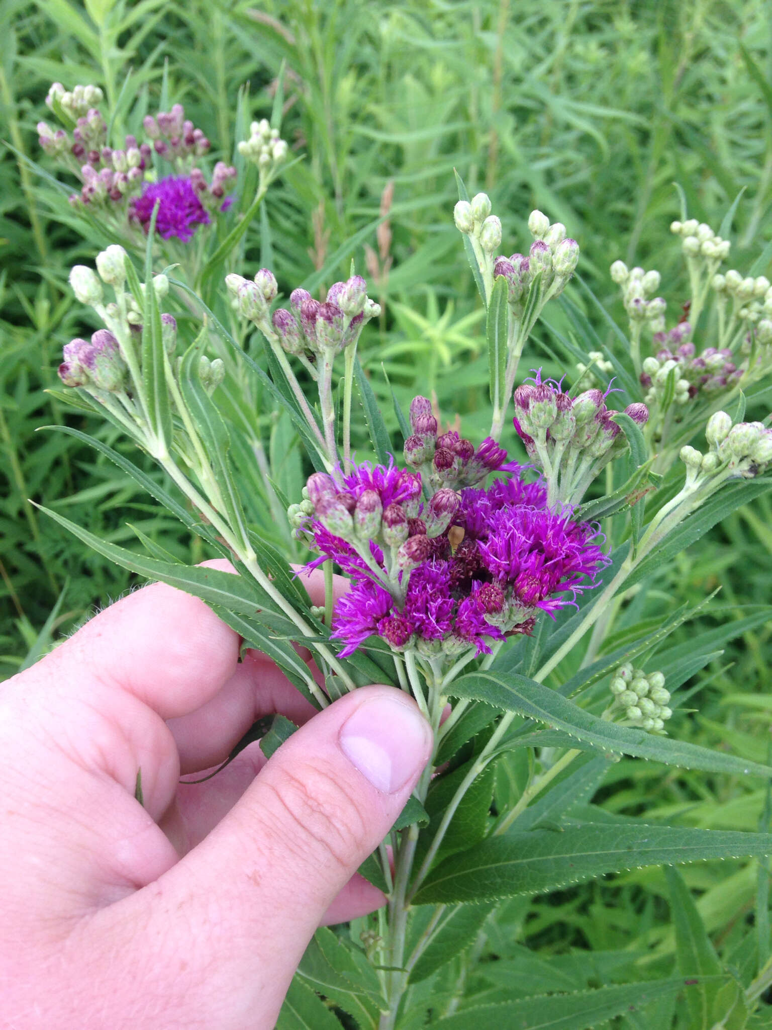 Image of prairie ironweed