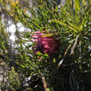 Image of Bashful protea