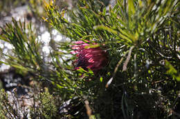 Image of Bashful protea