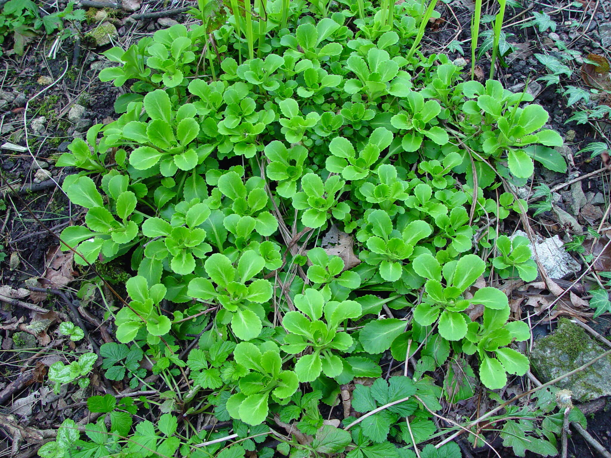 Image of Saxifraga urbium D. A. Webb