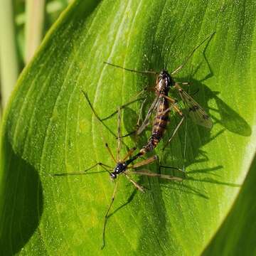 Image of Ptychoptera contaminata (Linnaeus 1758)