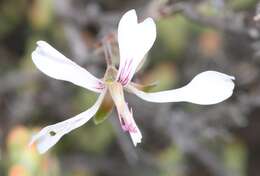 Pelargonium karooicum Compton & Barnes resmi