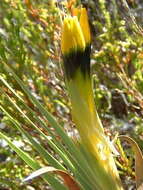 Image of Bokmakierie's tail