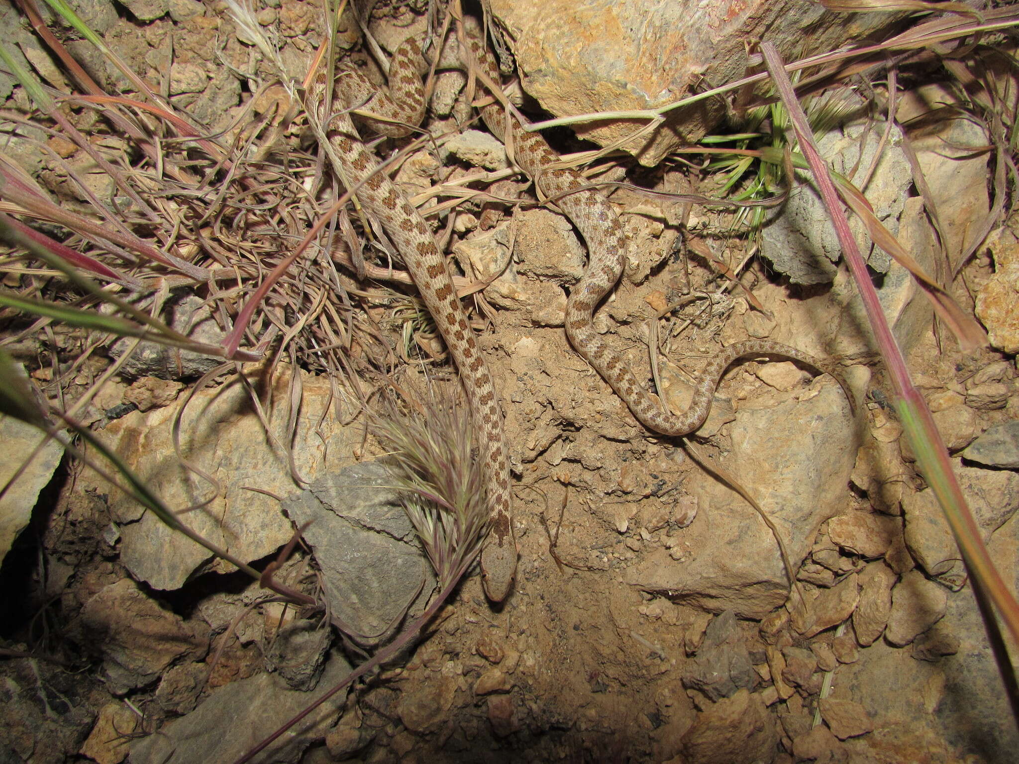 Image of Hypsiglena chlorophaea deserticola Tanner 1946