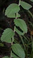 Eupatorium rotundifolium var. scabridum (Ell.) A. Gray resmi