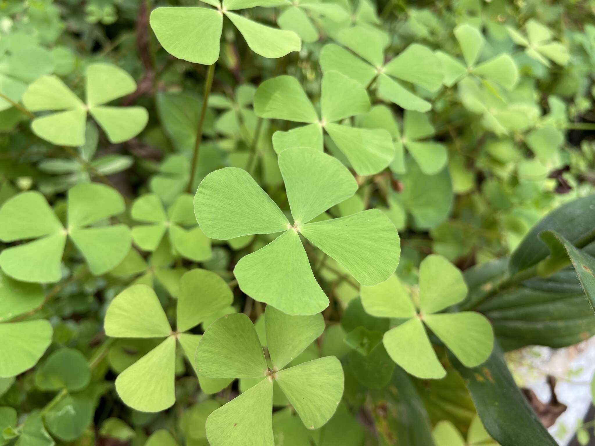 Imagem de Marsilea minuta L.