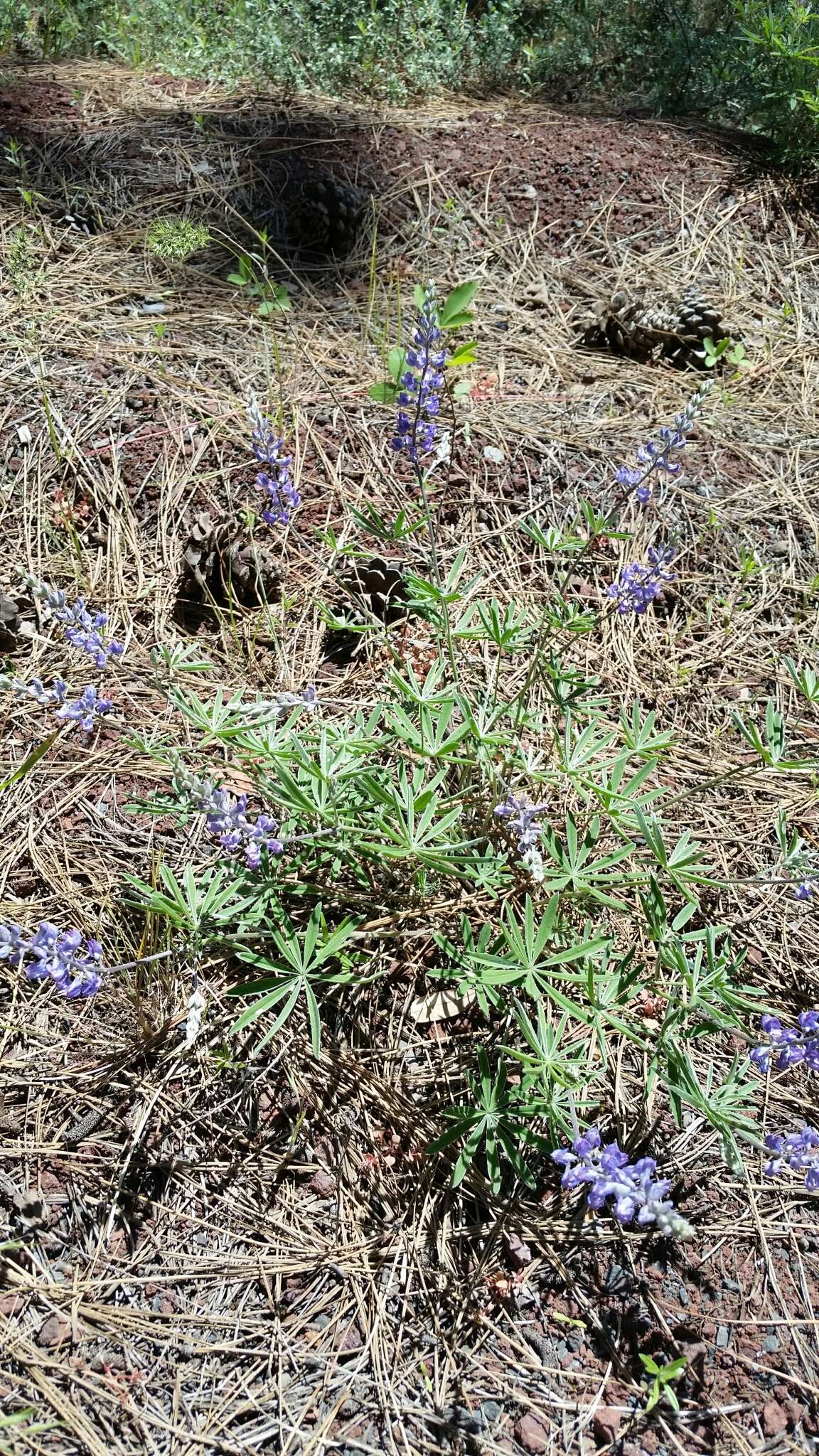 Imagem de Lupinus arbustus Lindl.