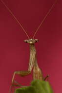 Image of Egyptian praying mantis