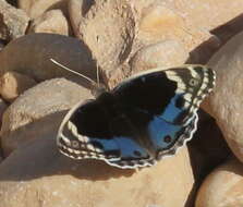 Image of Junonia orithya here Lang 1884