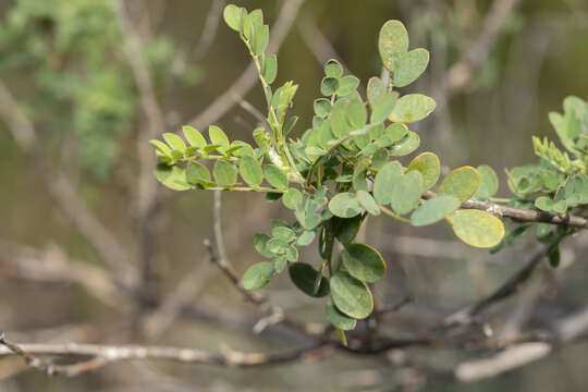 Image of Colutea insularis