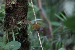 Image of Dusky Bush Tanager