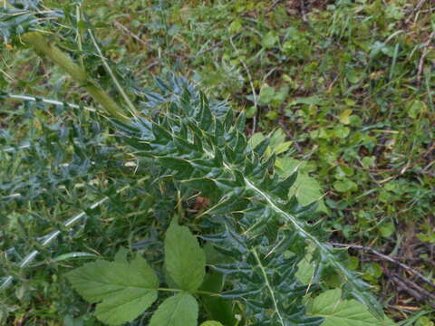 Image of Spiniest Thistle