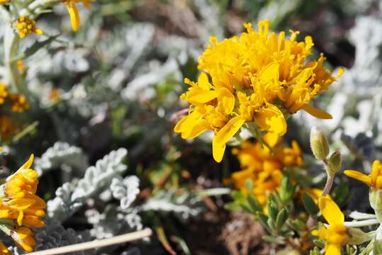 Jacobaea incana (L.) Veldkamp的圖片