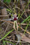 Image of Thin-clubbed mantis orchid