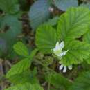 Image de Rubus leucodermis var. leucodermis