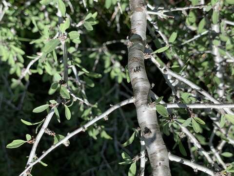 Imagem de Prunus minutiflora Engelm.