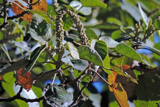 Image of <i>Croton piluliferus</i>