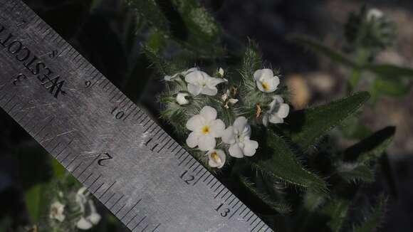 Image of Clearwater cryptantha