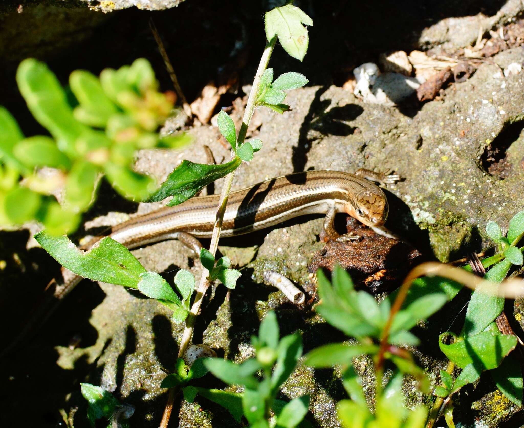 Image of Bold-striped Cool-skink