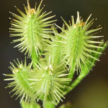 Слика од Daucus durieua Lange